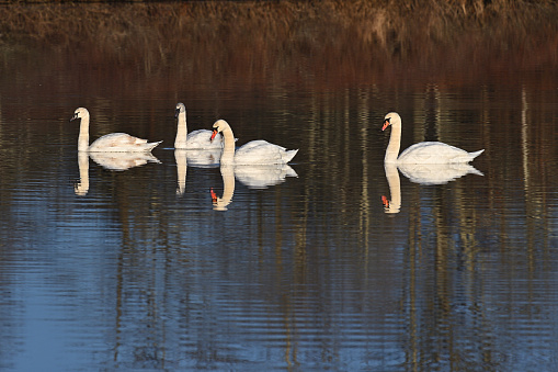 Mute swan (Cygnus olor) family in Bantam Lake, Connecticut, on a sunny afternoon in early winter, with copy space at bottom. Parents on the right, youngsters at left.