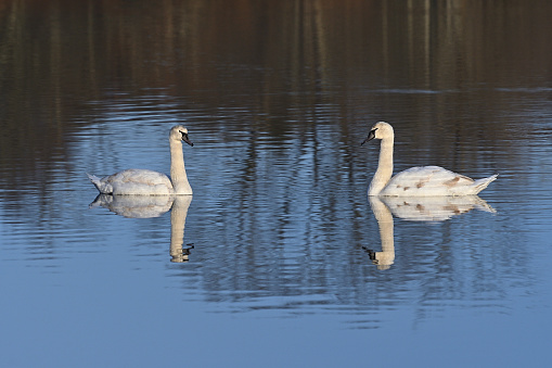 Sibling swans