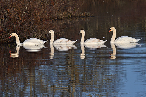 Mute swan (Cygnus olor) family lined up in Bantam Lake, Connecticut, on a sunny afternoon in early winter, with copy space at bottom. Adults at either end, young birds in the middle.