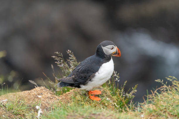 istock Puffin emerging from a burrow in Iceland 1887316729