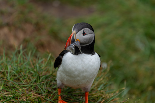 Puffin with fish in his beak mouth, Iceland