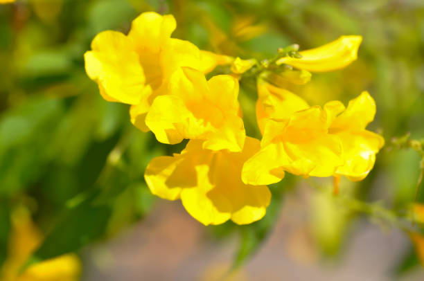 istock Trumpet vine, Yellow, Yellow bell or Yellow elder 1887333440