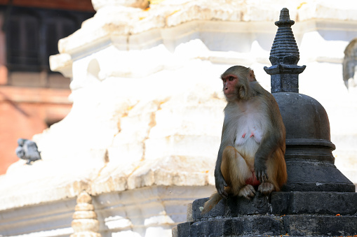 female monkey play wait its son on the arch in Swayambhunath in Kathmandu, Nepal