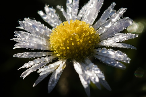 Daisies belong the family of 'vascular plants' - those which circulate nutrients and water throughout the plant. They make up almost 10% of all flowering plants on Earth.