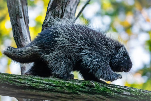 istock Erethizontidae, north american porcupine, climbing over tree 1887348510