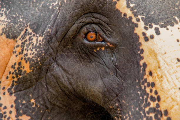 istock Asian Elephant skin texture abstract background 1887350084
