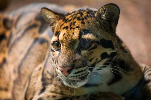 clouded leopard (Neofelis nebulosa) wild cat from Himalayan Southeast Asia China. very cute medium sized spotted cat close up in detail. preserve wild rare species in zoos concept. nature and animals