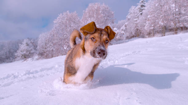 istock PORTRAIT: Cute and playful doggo running and jumping in deep and fresh snow 1887366356