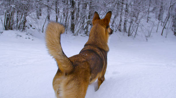 istock Following a curious brown shepherd dog exploring around a freshly snowed forest 1887366898