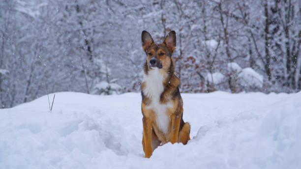 porträt: starker winterschneefall im wald mit einem hund, der auf einem verschneiten weg sitzt - snowpack stock-fotos und bilder