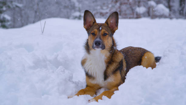 porträt: entzückender schäferhund liegt auf einem verschneiten waldweg bei starkem schneefall - snowpack stock-fotos und bilder