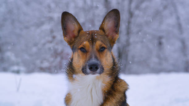 porträt, nahaufnahme: junger brauner hund posiert im verschneiten wald für die kamera - snowpack stock-fotos und bilder