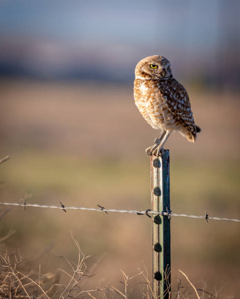 istock Small owl on a fence post in morning light 1887373121
