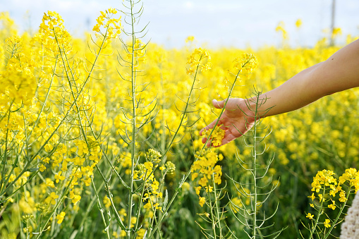Spring background of a hand touching yellow the oilseed rape in a meadow. Feeling of freedom in spring and summer.