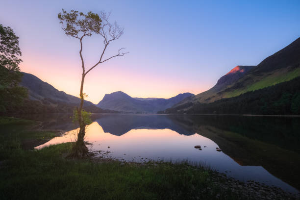 Lone Tree at Buttermere. Lake District, England
