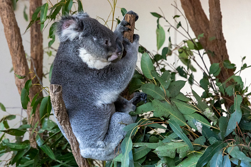 A kola on a tree in Australia.