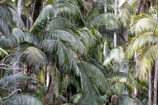Close-up of the trunk and the lush green fronds of New Zealand's indigenous Nikau Palm. It is endemic to New Zealand, the only native palm tree.