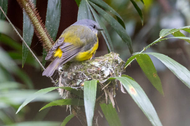 istock Eastern Yellow Robin, Queensland 1887388253