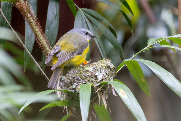 istock Eastern Yellow Robin, Queensland 1887388261