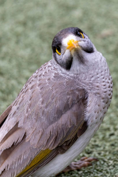 istock Noisy Miner in Brisbane, Australia 1887388268
