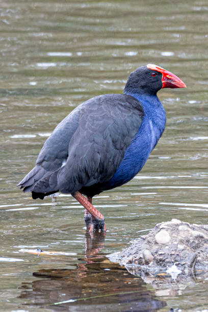 istock Australasian Swamphen in NSW Australia 1887393073