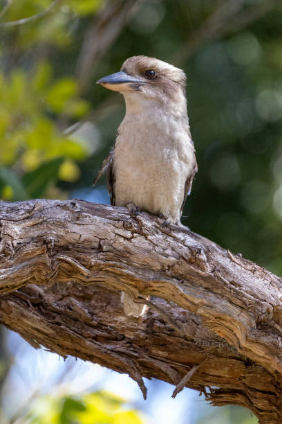 istock Laughing Kookaburra in NSW Australia 1887393091