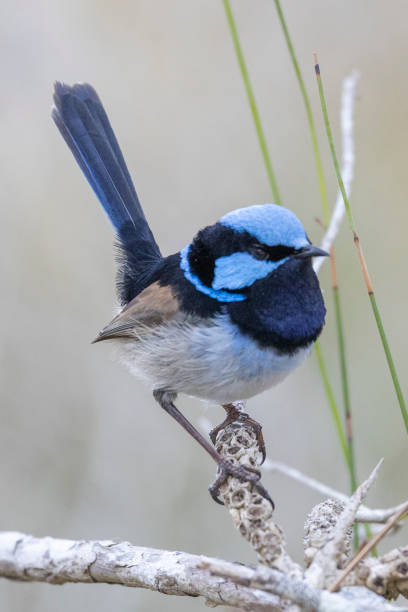 istock Superb fairy-wren in tree 1887393131