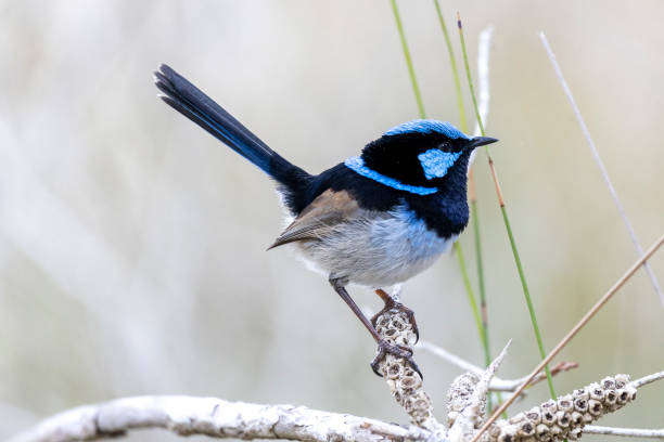 istock Superb fairy-wren in tree 1887393394