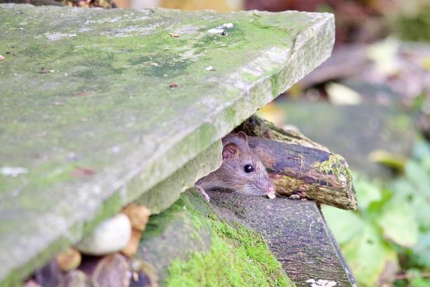 istock Cute juvenile brown rat popping out from behind a stone wall 1887396788