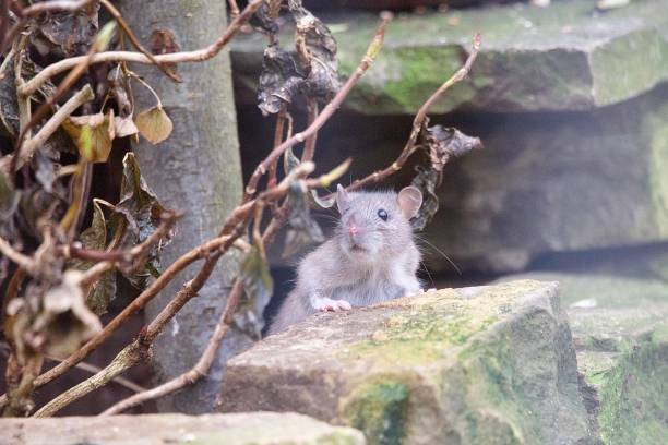 A group of brown rats (Rattus norvegicus), posing in front of the photographer. Focus on the eyes of two animals. These are wild animals, I found them near a river.