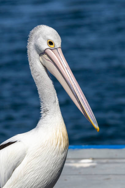 istock Australian pelican in Paynesville 1887408191