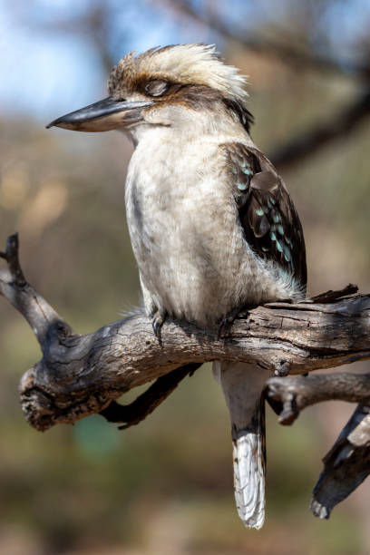 istock Laughing kookaburra in Australia 1887408211