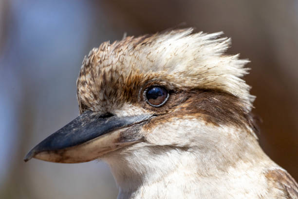 istock Laughing kookaburra in Australia 1887408219