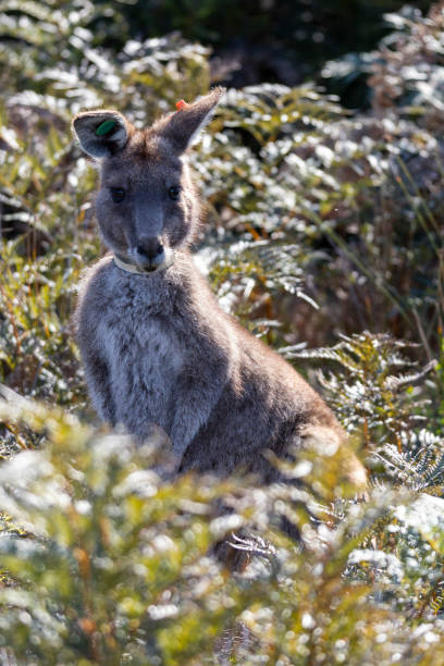 istock Easter grey kangaroo in Wilsons Promontory 1887408228