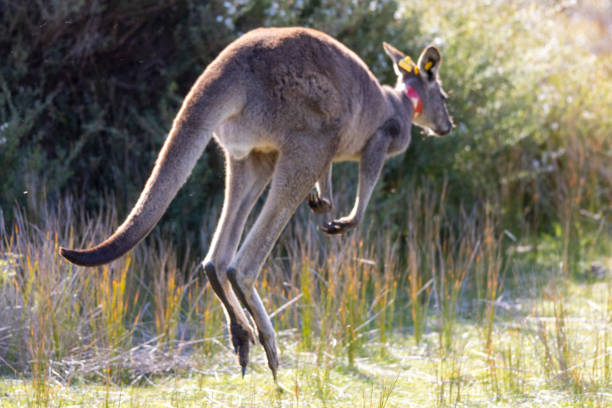 istock Easter grey kangaroo in Wilsons Promontory 1887408238