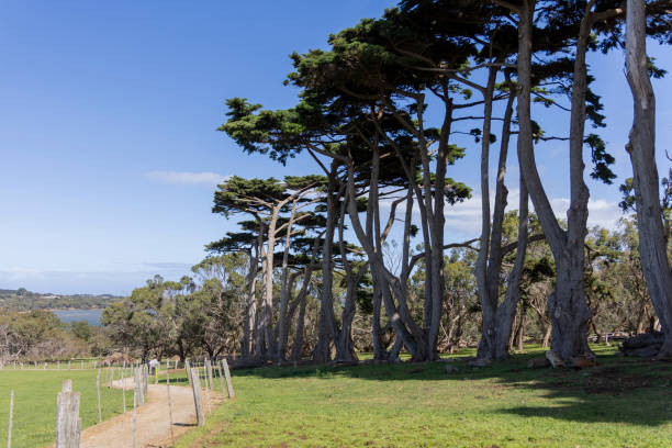 istock Churchill Island Landscape 1887408248