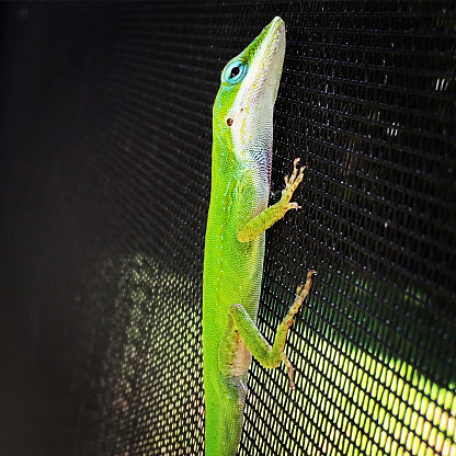 A green Anole Lizard on a screen