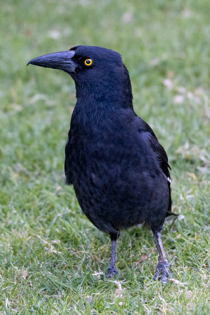 istock Pied Currawong in Sydney 1887411412