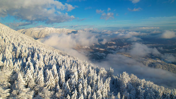 aerial: alpiner fichtenwald, berge und tal nach frisch gefallenem schnee - snowpack stock-fotos und bilder