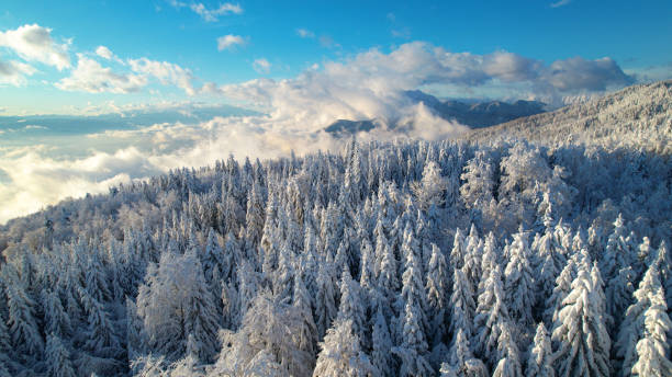 aerial: belles montagnes enneigées fraîches et forêt d’épinettes par une journée ensoleillée - snowpack photos et images de collection