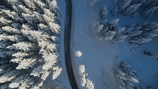 AERIAL TOP DOWN: Winding asphalt road in the embrace of snow-covered forest. View of curved roadway leading through beautiful winter woodland with spruce treetops covered with freshly fallen snow.