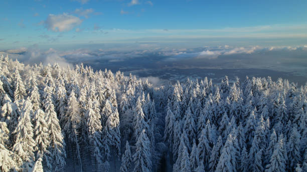 aerial: blick über schneebedeckte fichten in richtung weißes tal nach schneefall - snowpack stock-fotos und bilder