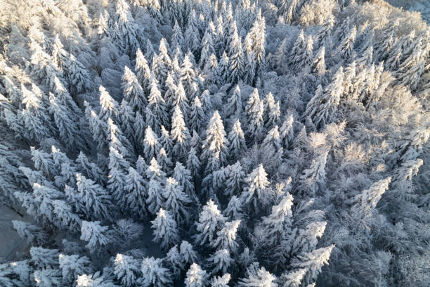 aerial top down wunderschöner fichtenwald mit frischer schneedecke an sonnigen wintertagen - snowpack stock-fotos und bilder