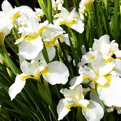 Blooming White Iris Flowers