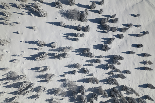 AERIAL TOP DOWN: Magnificent view of snow-covered spruce forest after snowfall. Beautiful snowy spruce trees casting shadows on freshly fallen snow blanket. Winter wonderland in alpine landscape.