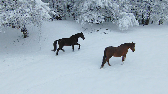 AERIAL: Two beautiful brown horses walking on a freshly snow-covered meadow. Winter wonderland at the hilly countryside. Dark brown stallion and chestnut mare during winter walk on a snowy pasture.