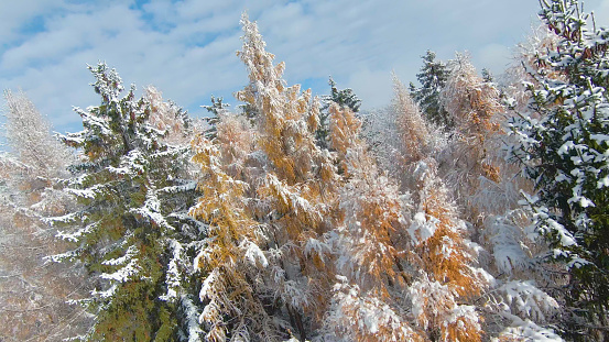 AERIAL: Picturesque woodland area with glowing larch trees after first snowfall. Beautiful hilly countryside and forest trees covered with early snowfall. Beginning of cold winter season in November.