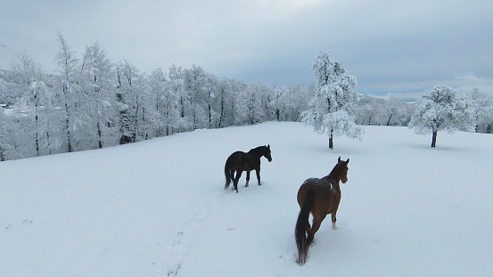 AERIAL: Dark brown stallion and chestnut mare running on meadow with fresh snow. Two beautiful horses enjoying on the pasture after freshly fallen snow. Winter wonderland at the hilly countryside.
