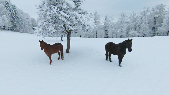 AERIAL: Two brown horses standing next to snowy apple tree on a white pasture. White fairy tale at the hilly countryside. Dark brown stallion and chestnut mare on meadow after fresh snowfall in winter
