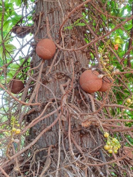 istock The cannonball tree fruits 1887417832